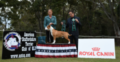 State Bred In Show - Ch. Rizenstar Whosdanew Kingofhell